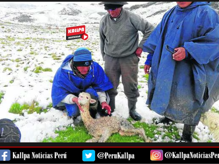 ALPACAS SUFREN DE NEUMONÍA POR FRIAJE EXTREMO EN IMATA