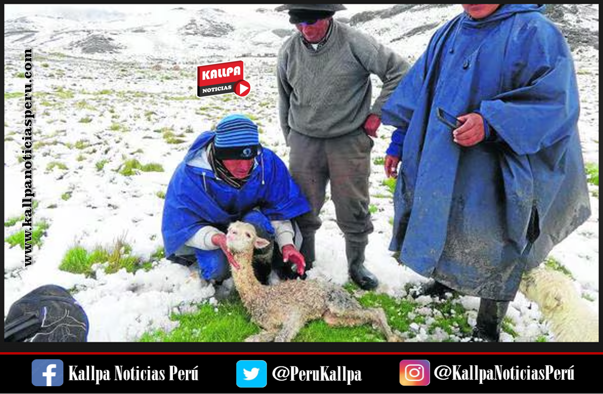 ALPACAS SUFREN DE NEUMONÍA POR FRIAJE EXTREMO EN IMATA